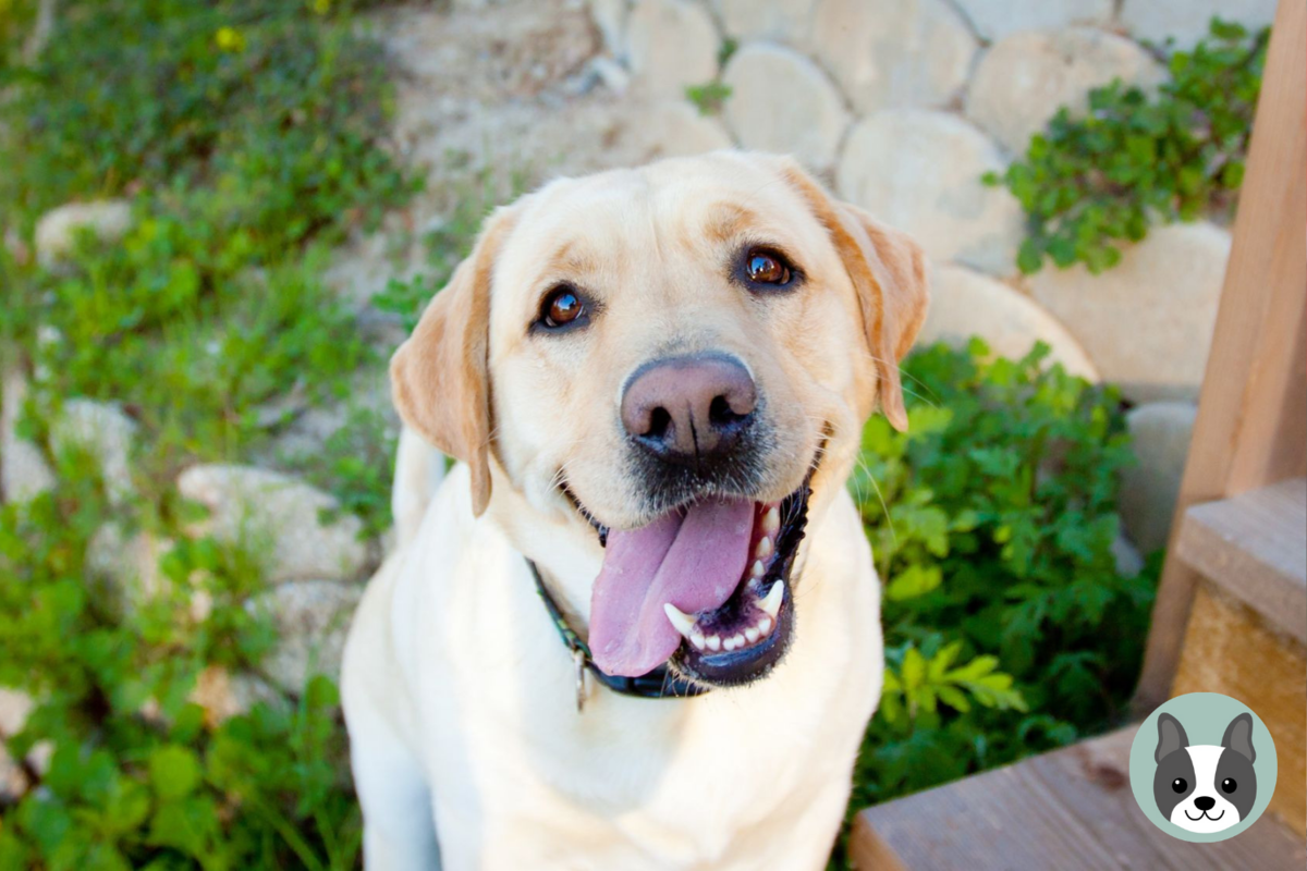 Лабрадор герой