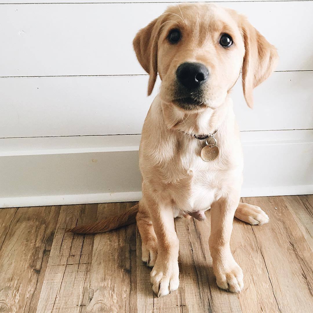 Лабрадор большой черный