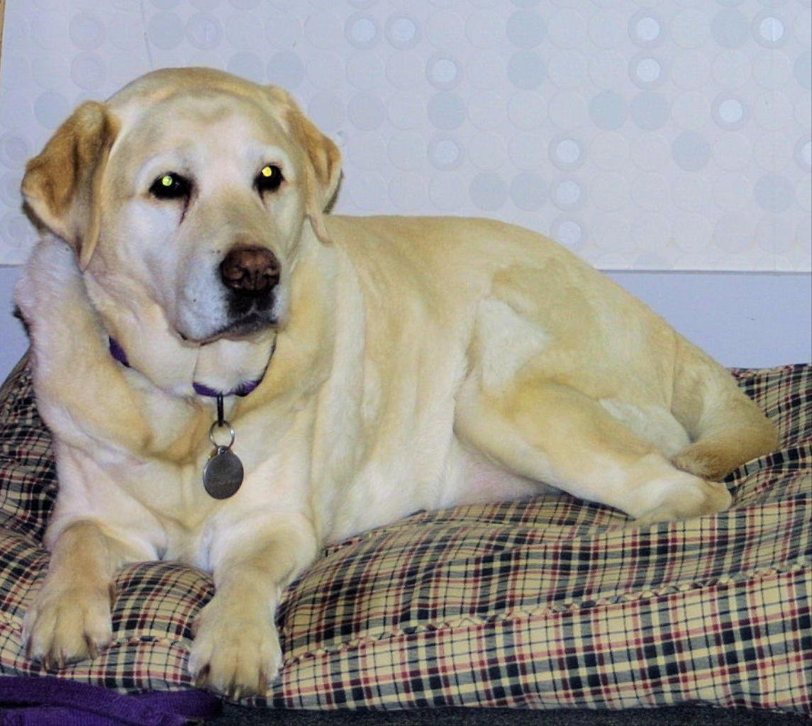 Лабрадор Пинтерест