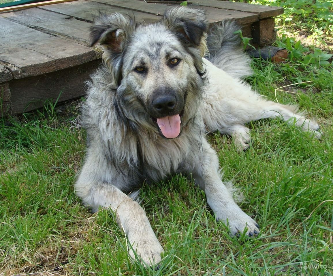 Метис кавказской овчарки и дворняги