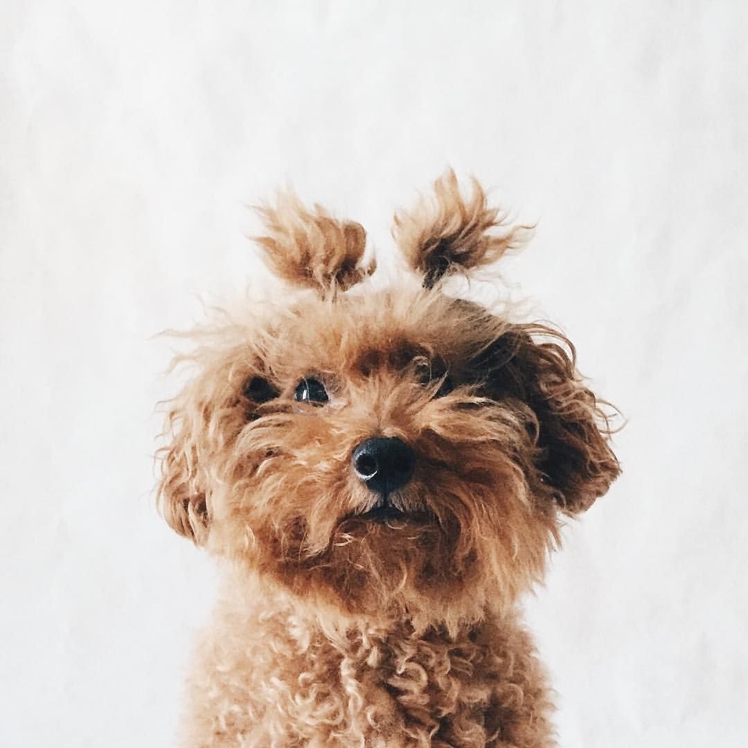 Поделки из пушистой проволоки собака