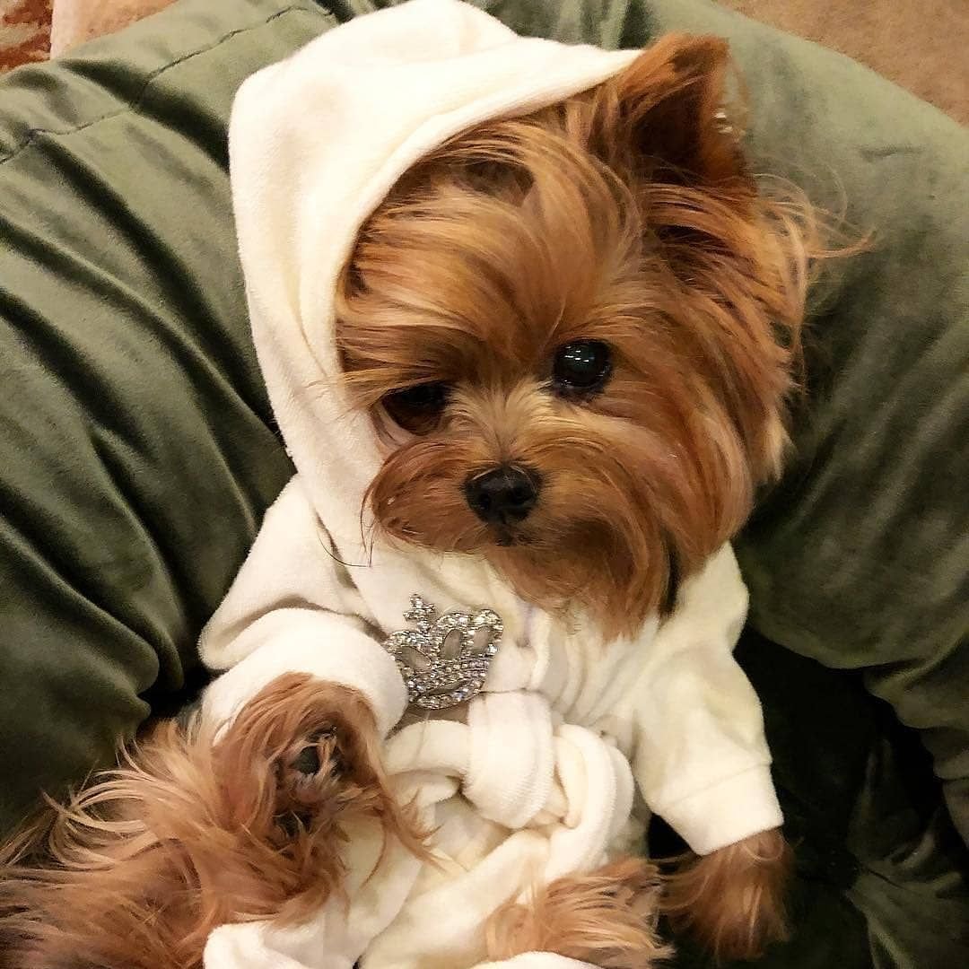 Померанский Йорик