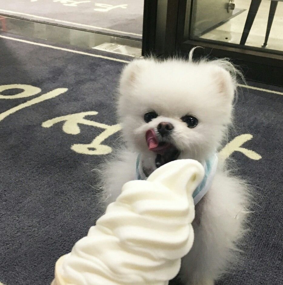 Померанский шпиц Teacup.