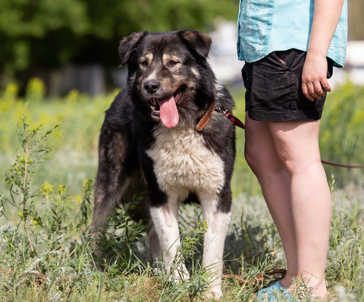 Метис кавказской овчарки и сенбернара