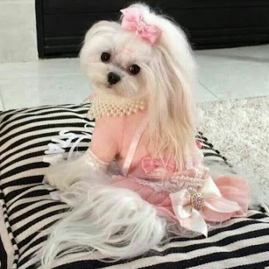 Чихуахуа мексиканец