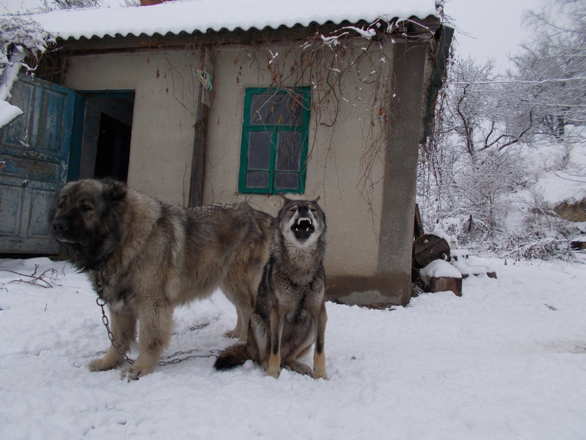 Помесь алабая и кавказской
