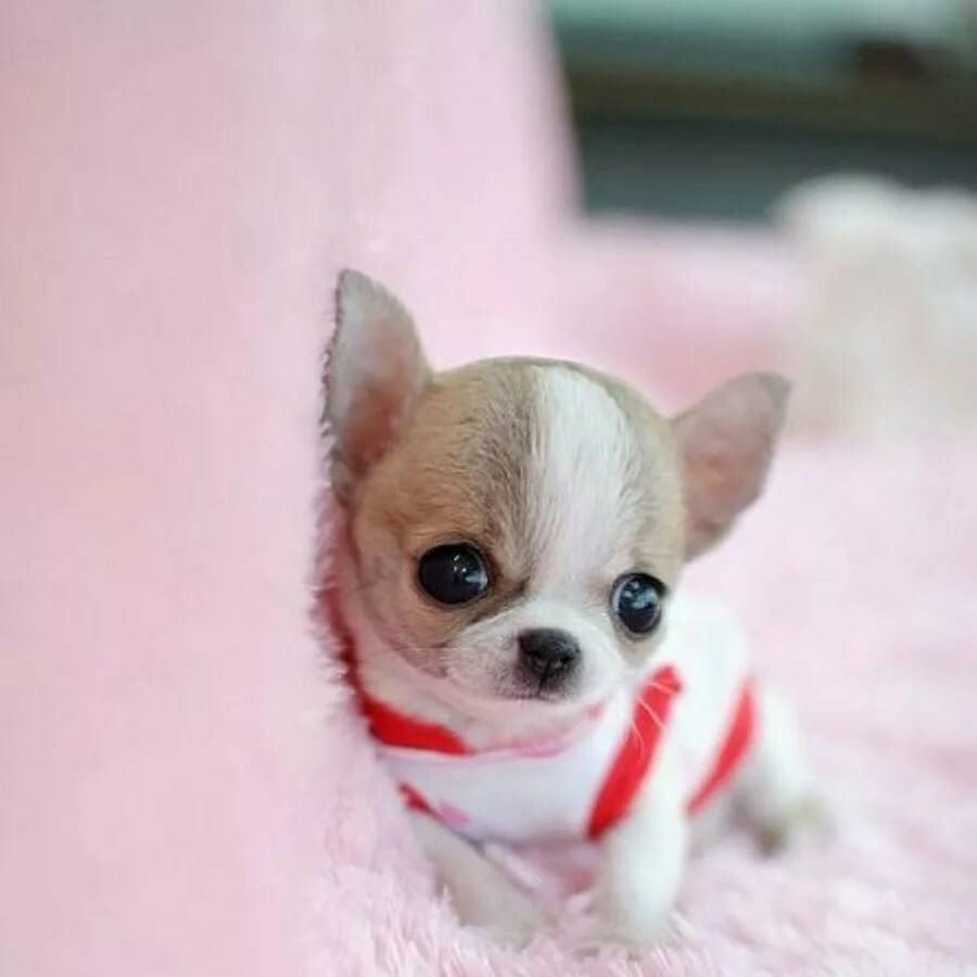 Маленькая собачка с ладошку