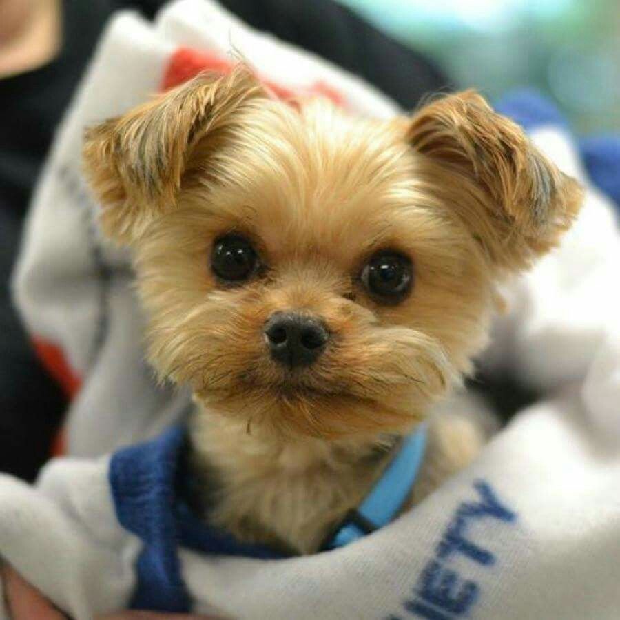 Собачки мопсики