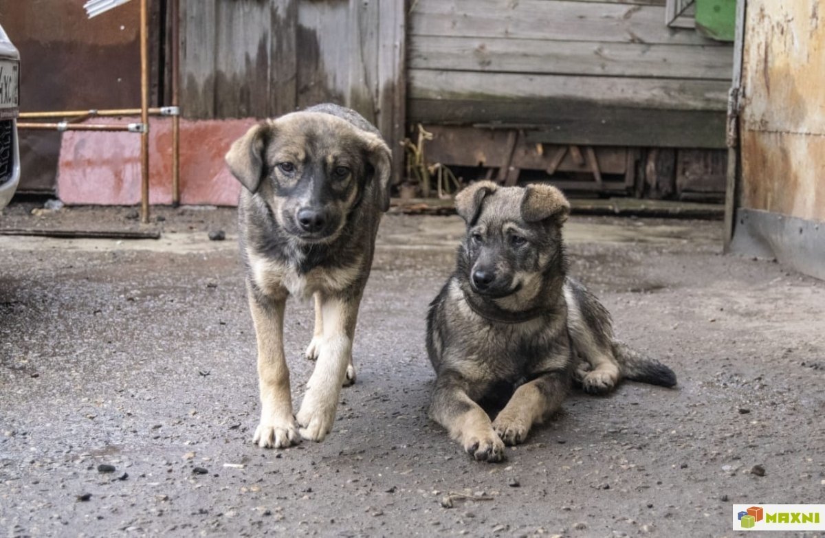 Восточноевропейская овчарка щенок дворняга