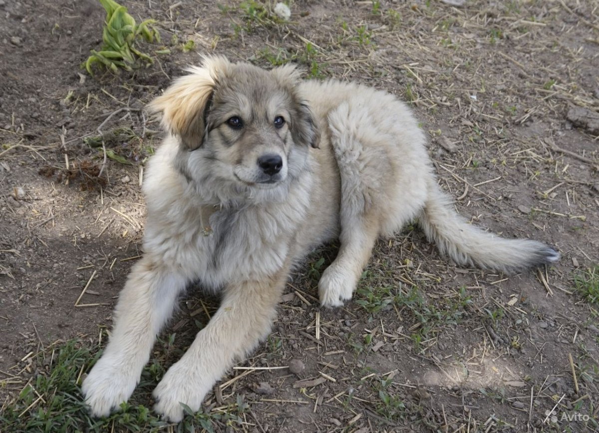 Остеосаркома Кавказская овчарка