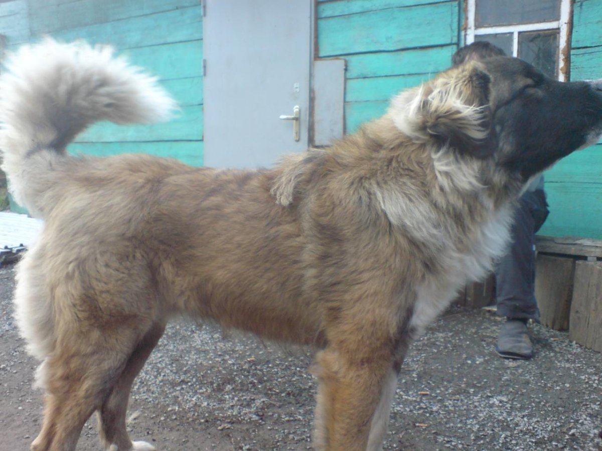 Хаски маламут и кавказской овчарки