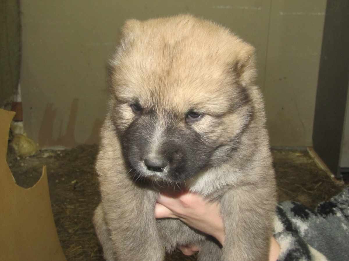 Помесь Кавказская овчарка и дворняжка