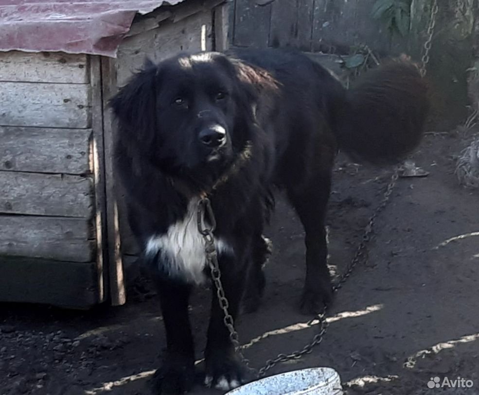 Щенки хаски и дворняги