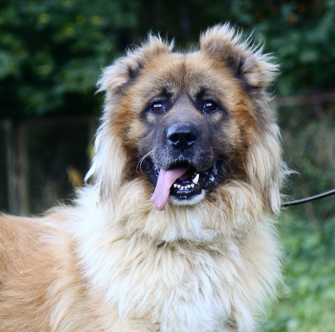 Кавказская овчарка и волкособ