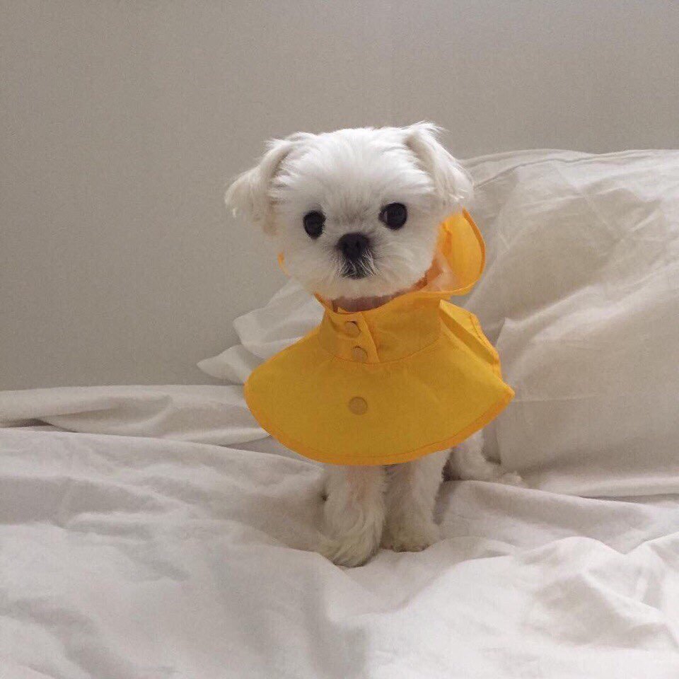 Собачки мопсики щенки