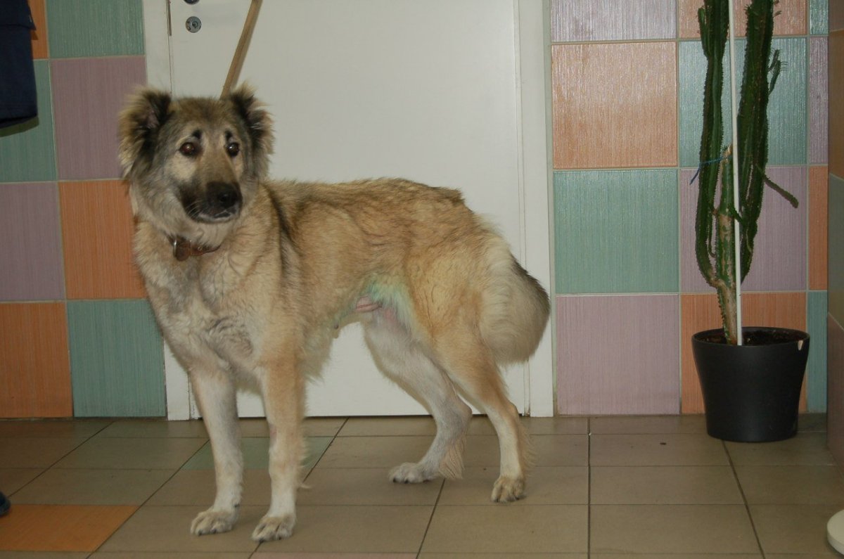 Метис кавказской овчарки и дворняги