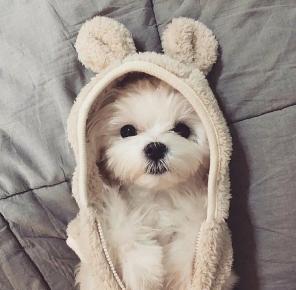 Сонный чихуахуа