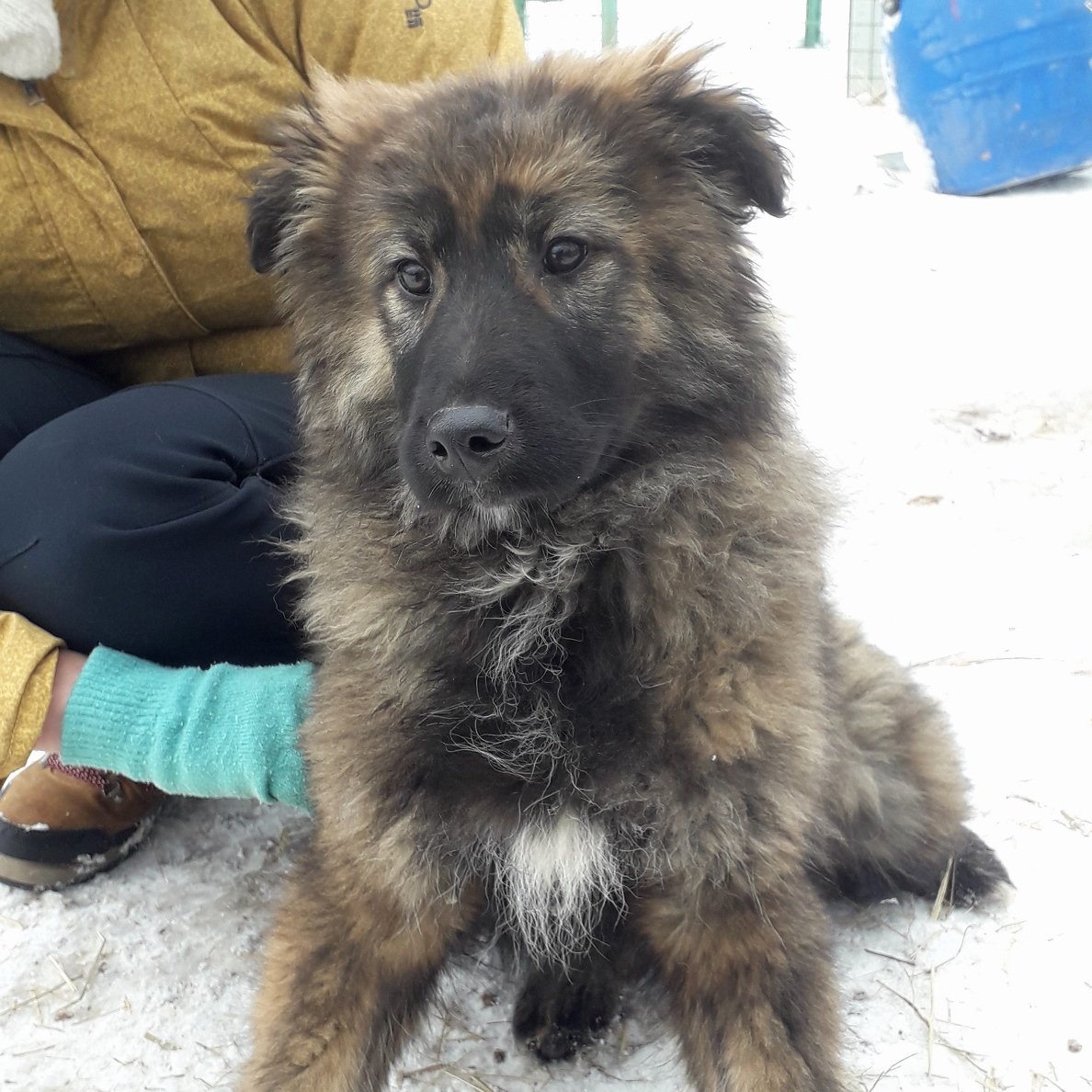 Волкодав алабай