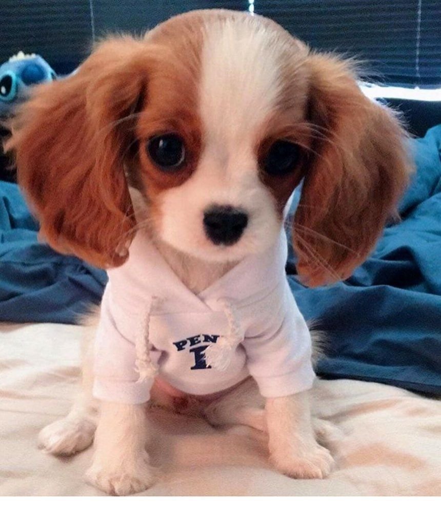 Очень миленькие собачки