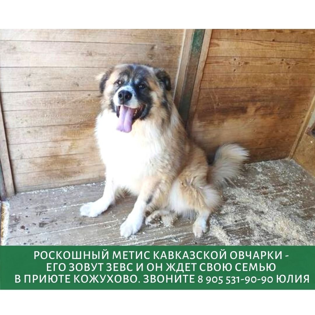 Помесь Московской сторожевой и кавказской овчарки