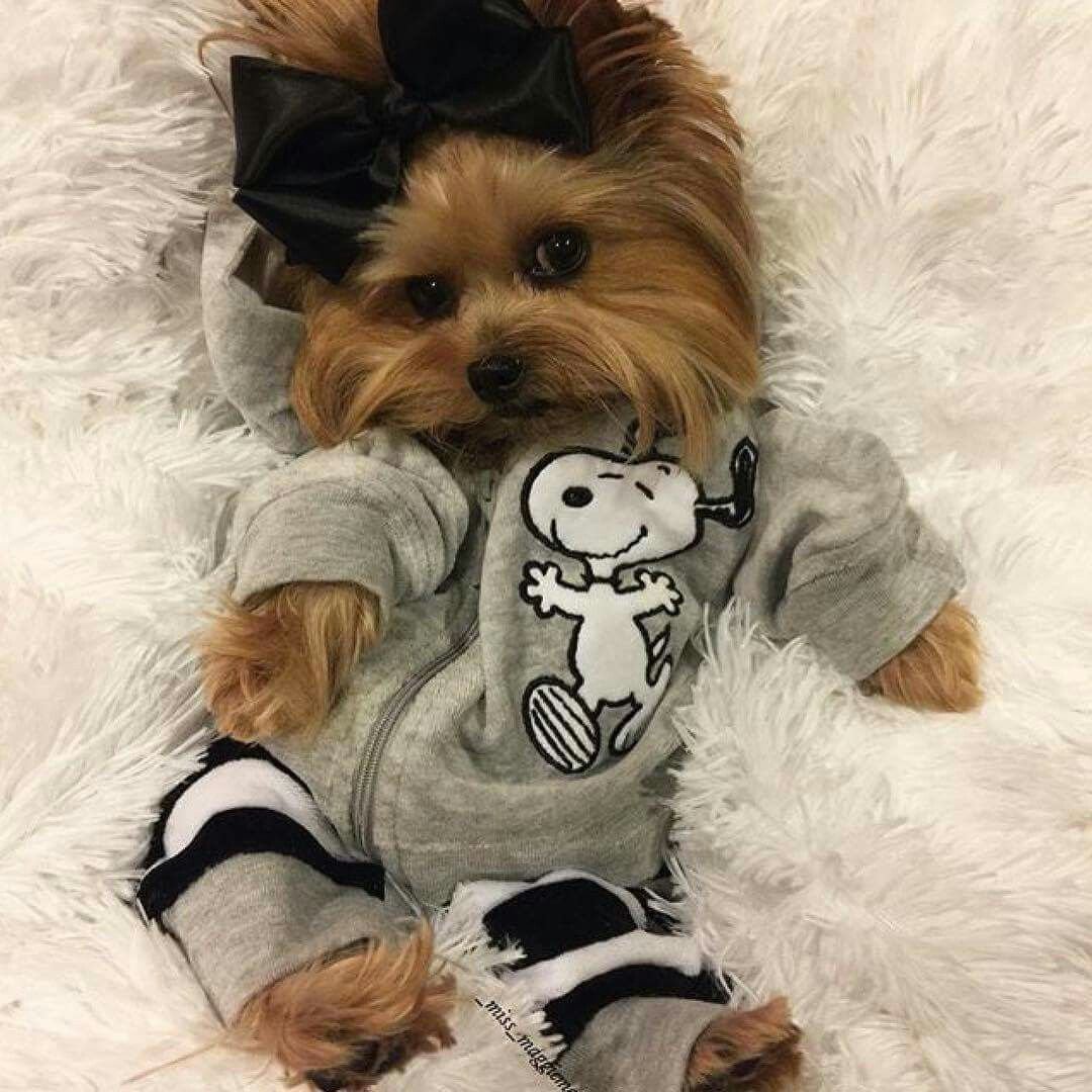 Йоркширский терьер Baby face