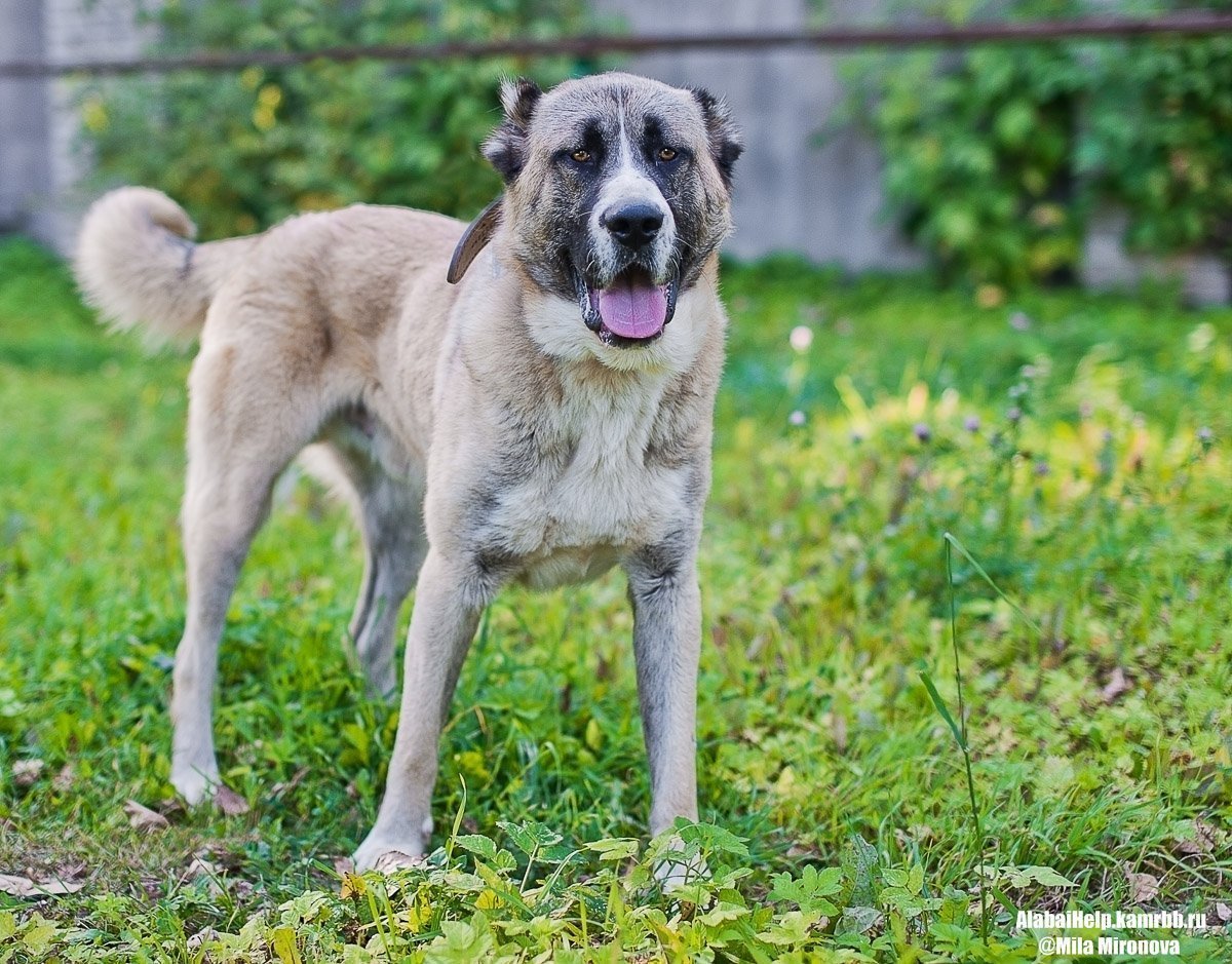 Кавказская овчарка и волкособ