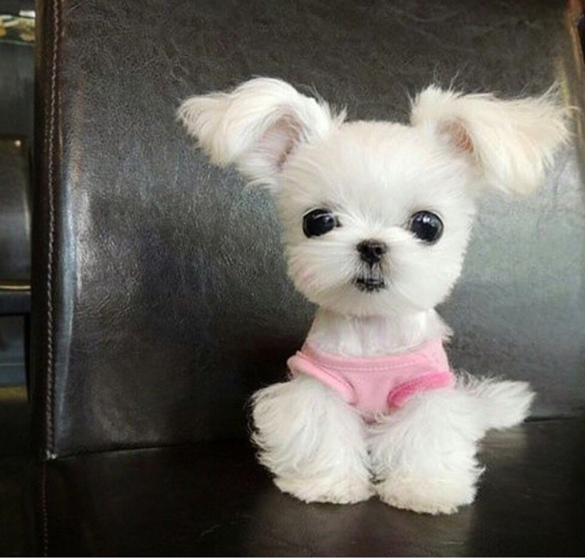 Болонка карликовая