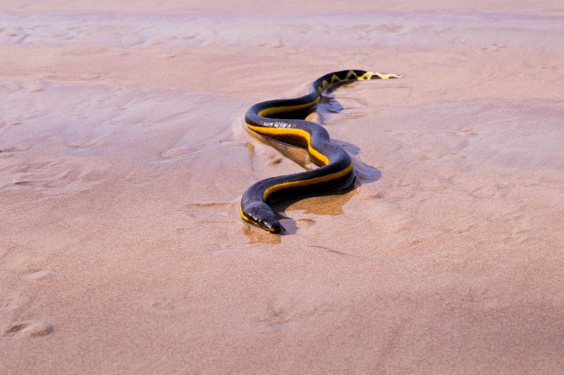 Морская змея пеламида