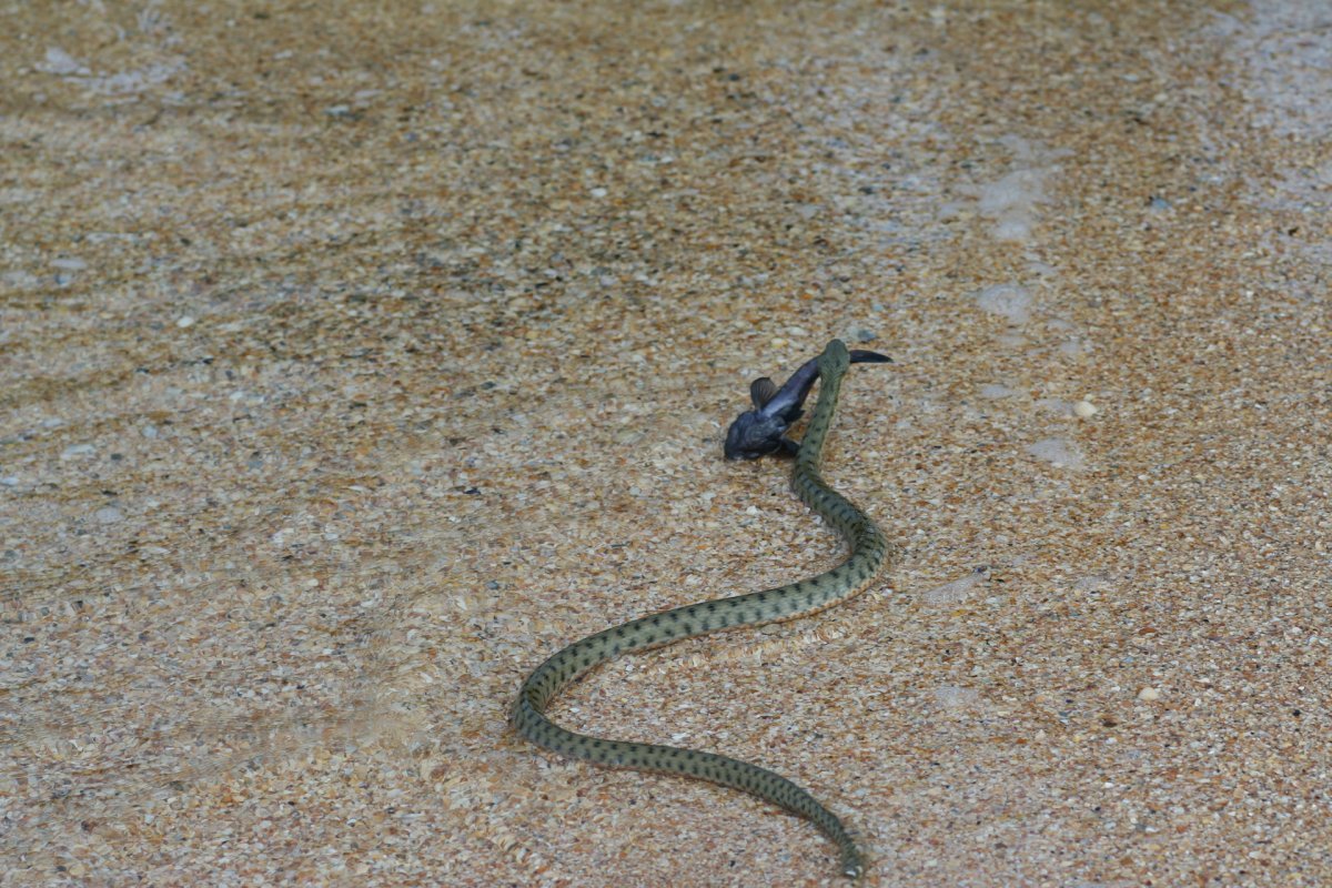 Aipysurus duboisii морская змея