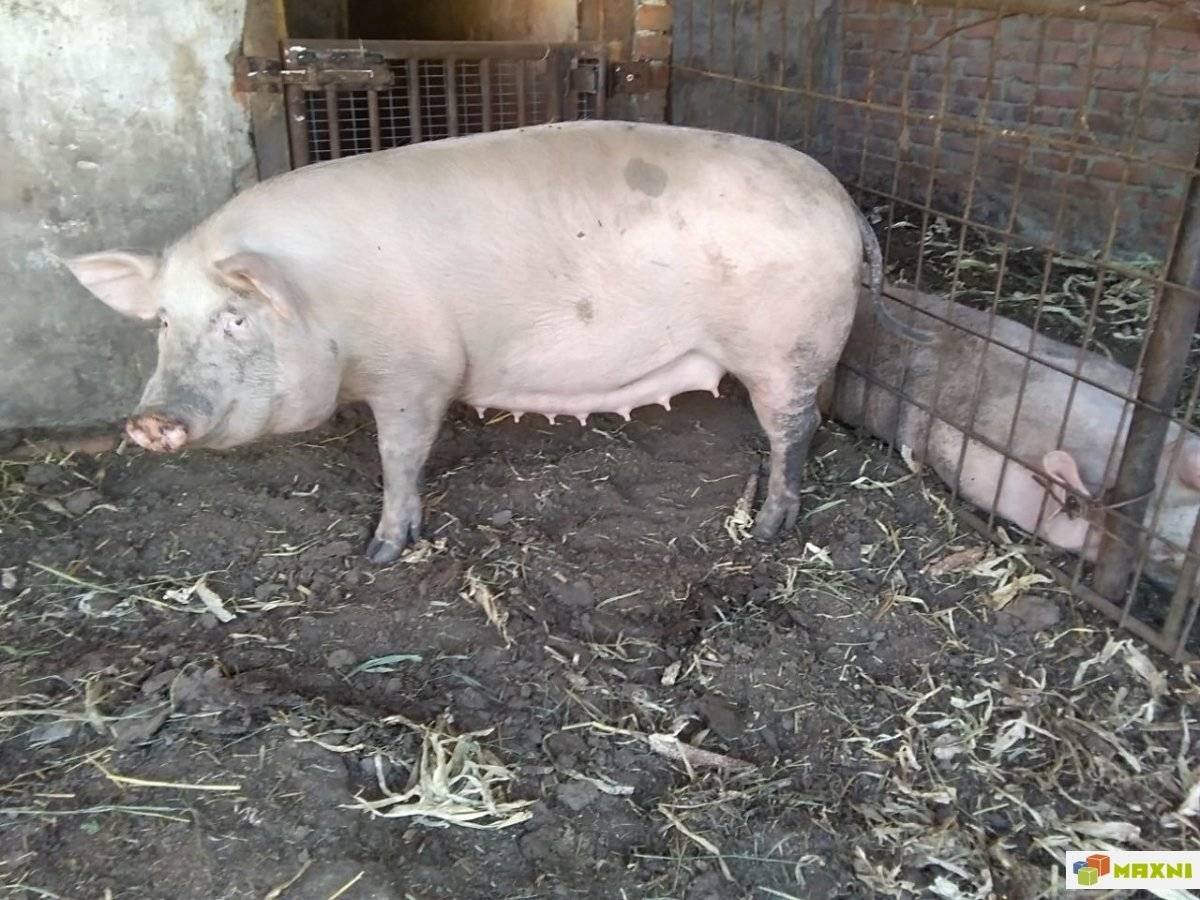 Поросная свинья. Уржумская порода свиней. Ландрас (порода свиней). Свиноматка ландрас. Брейтовская порода свиней.