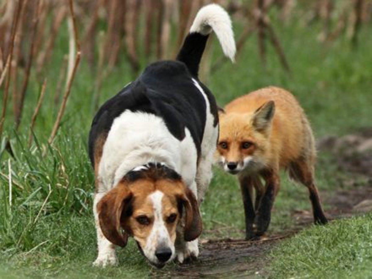 Охота лису собаки. Собака лиса. Лис и охотничий пес. Собака Лисенок. Лисенок и щенок.
