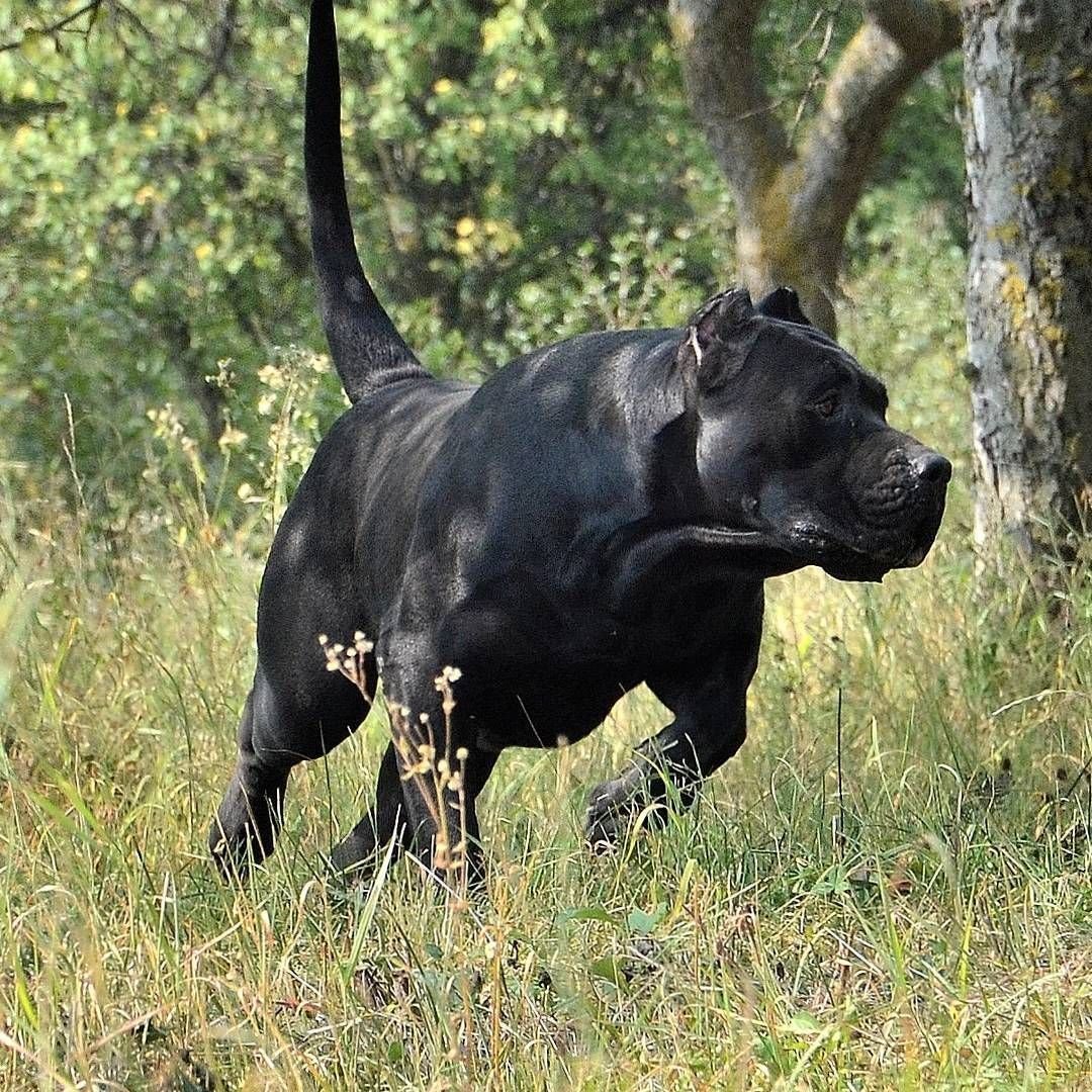 Собака прессо Канарио