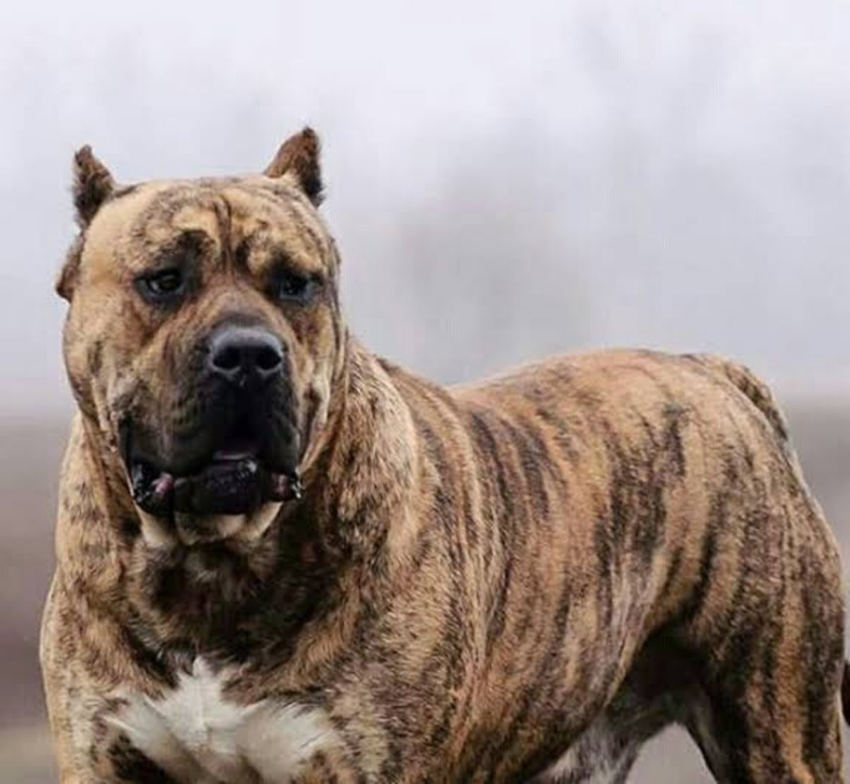 Presa Canario порода собак