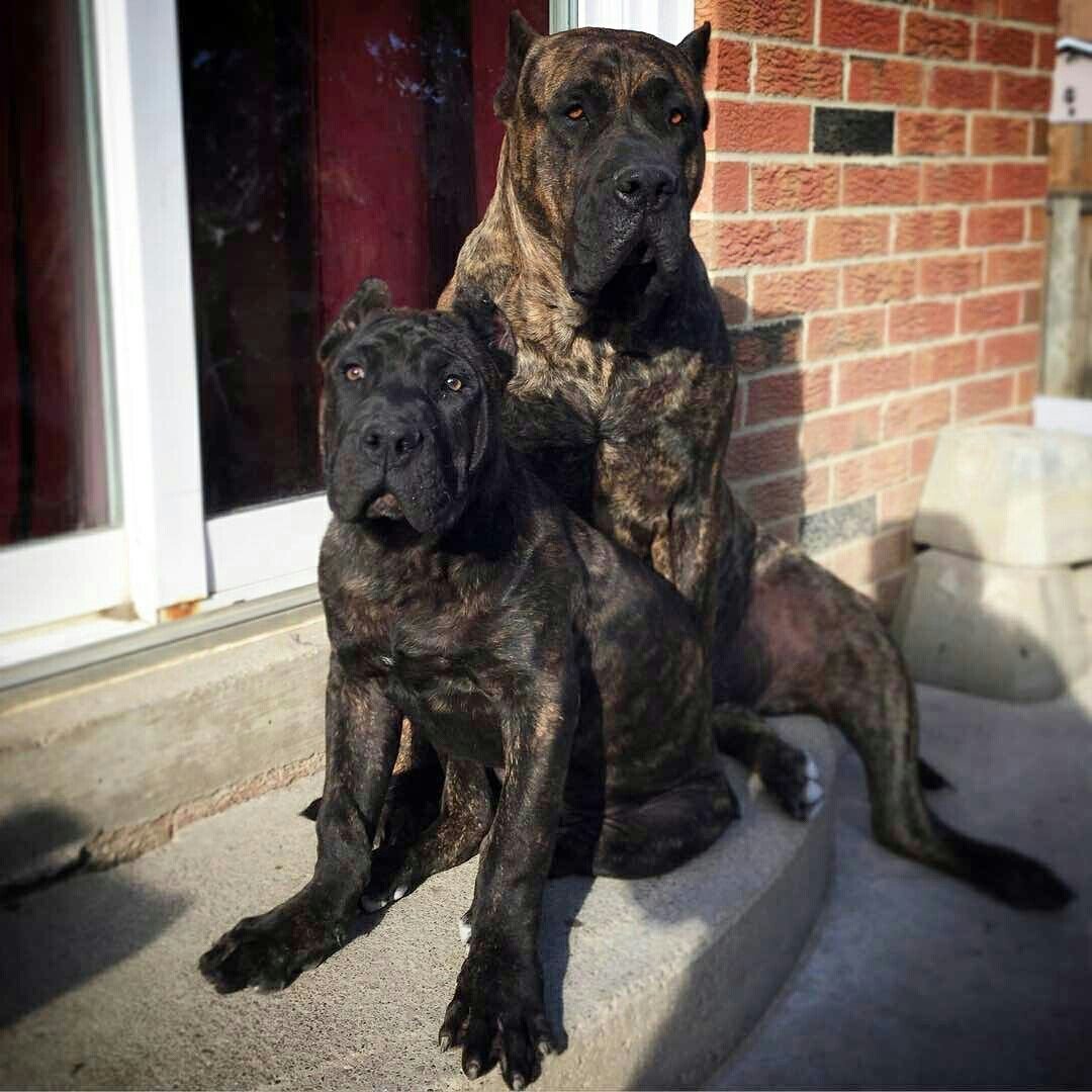 Преса Канарио Канарский дог presa Canario