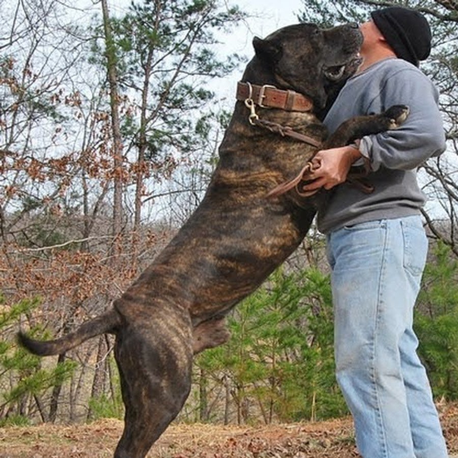 Корсо Канарио с человеком
