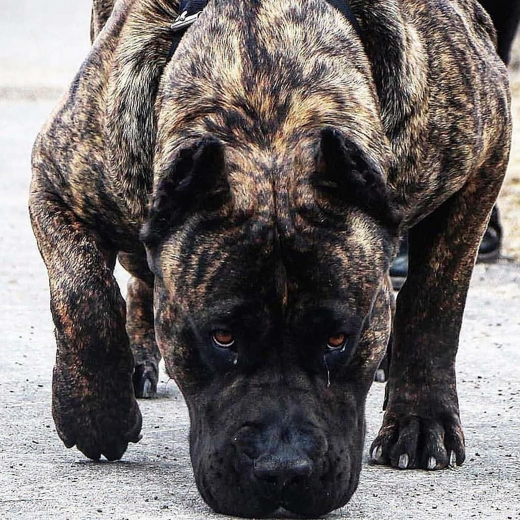 Корсо Канарио