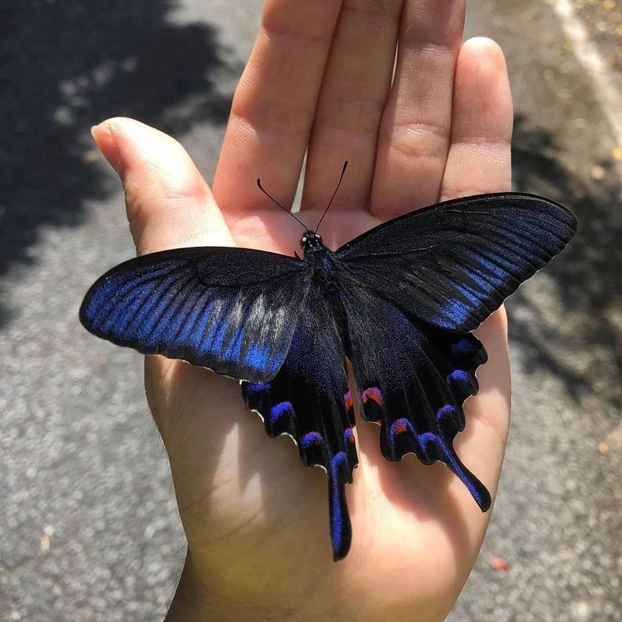 Парусник Маака бабочка купить