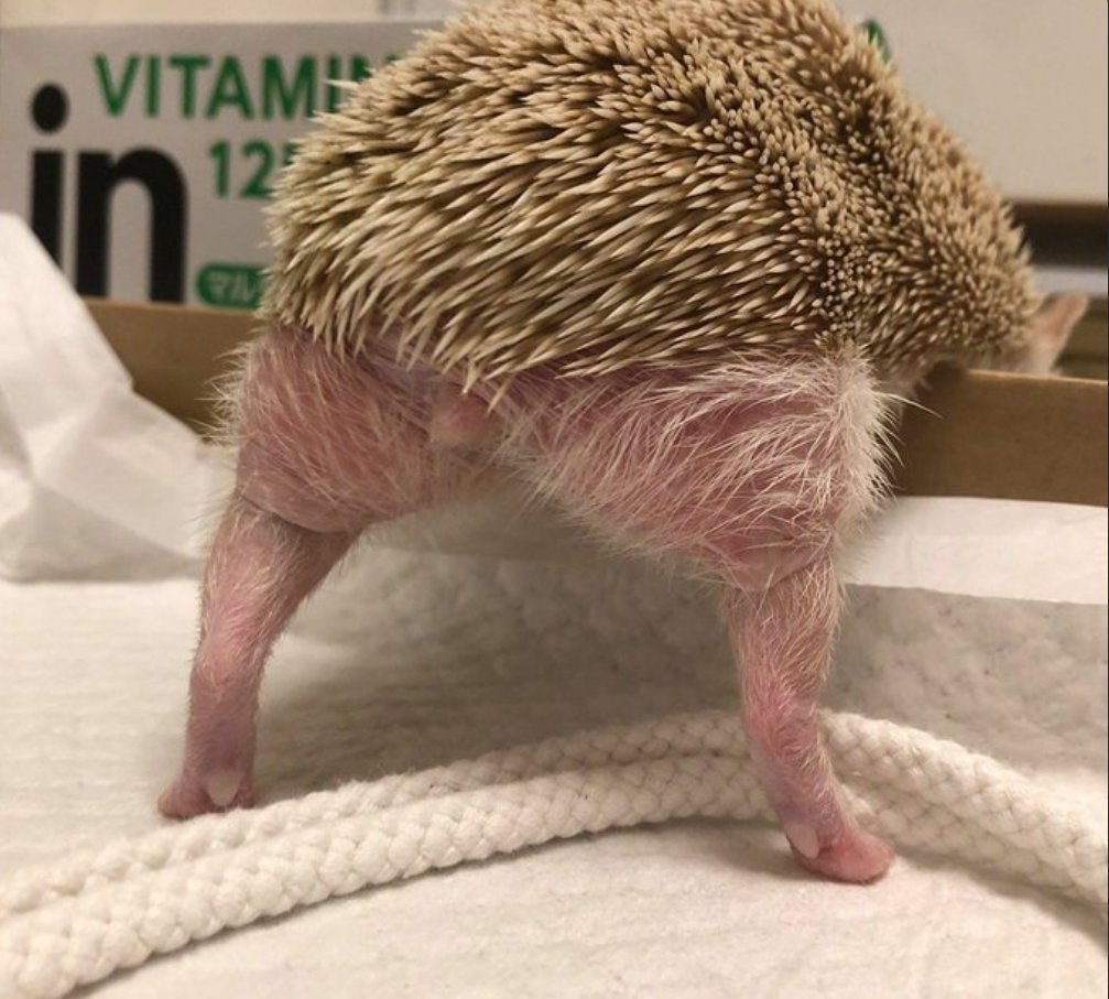 Хвостик ежика