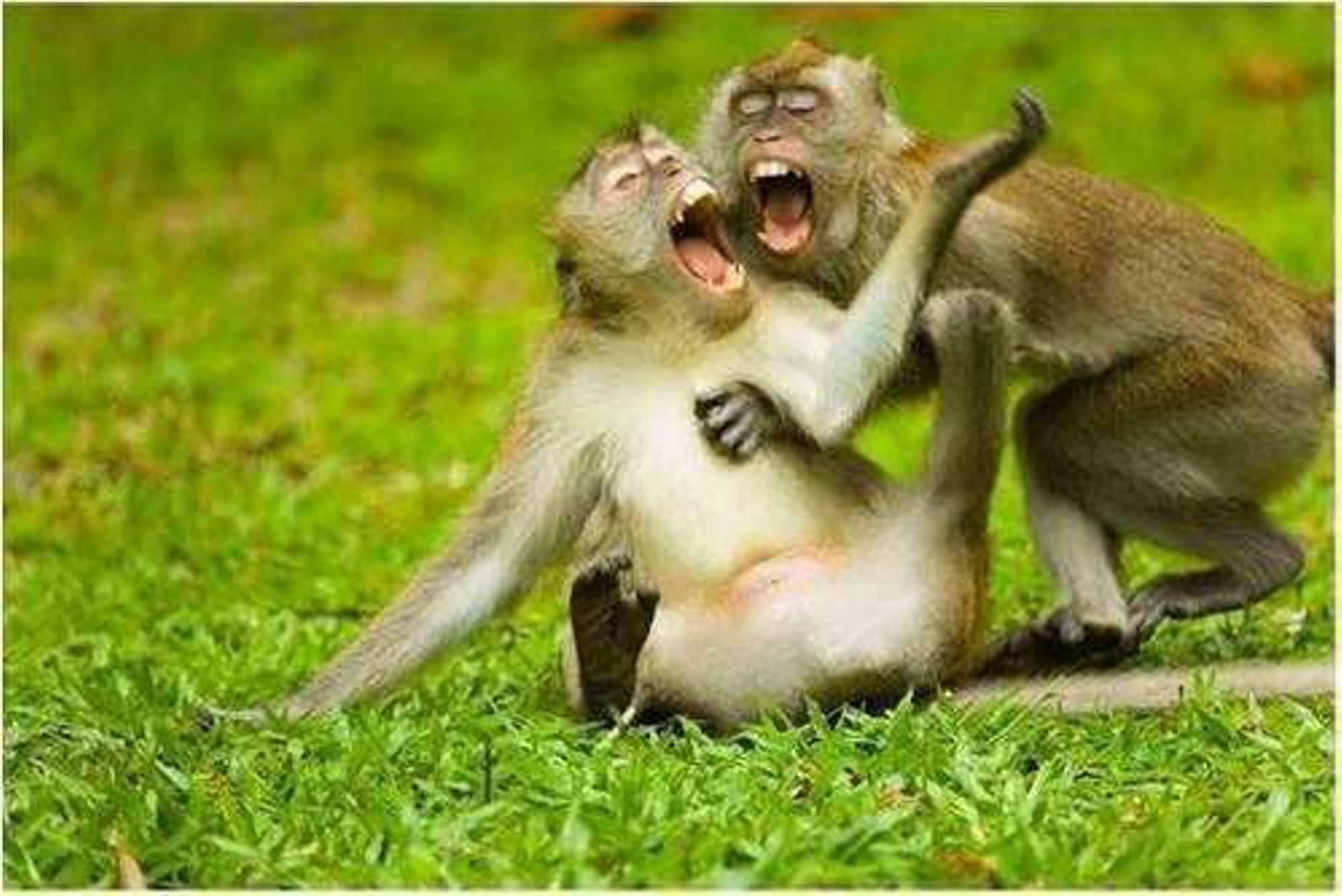 Смешные видео поржать. Смешные обезьяны. Две обезьяны смеются. Обезьяна смеется. Животные смеются.