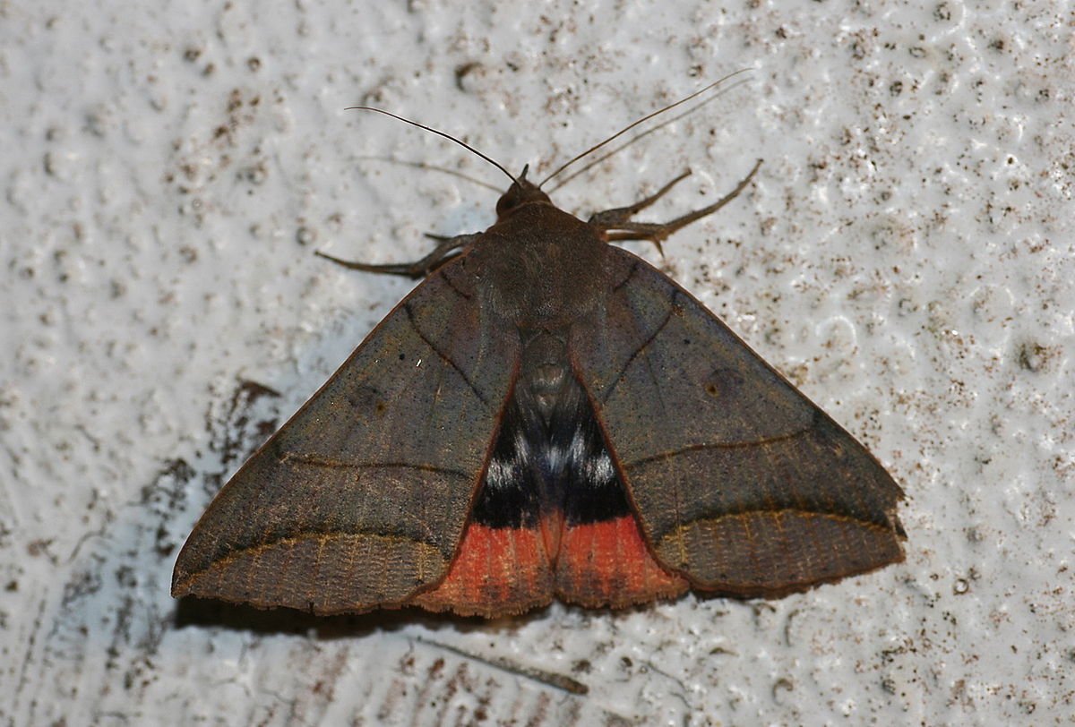 Пухокрылая совка