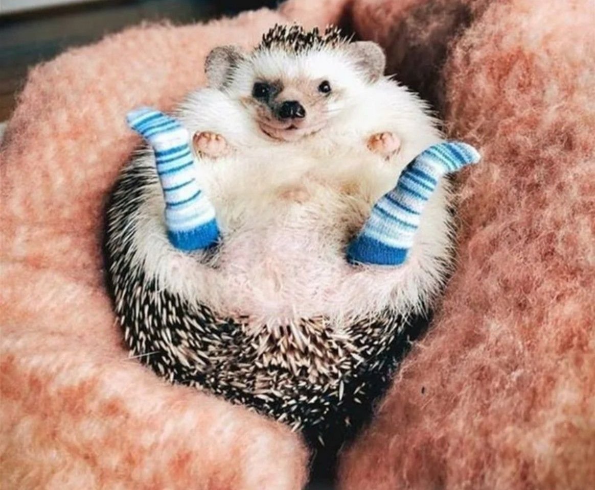 Еж в носках