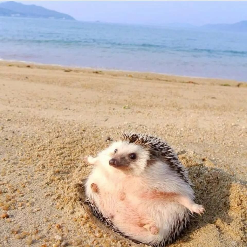 Еж на море