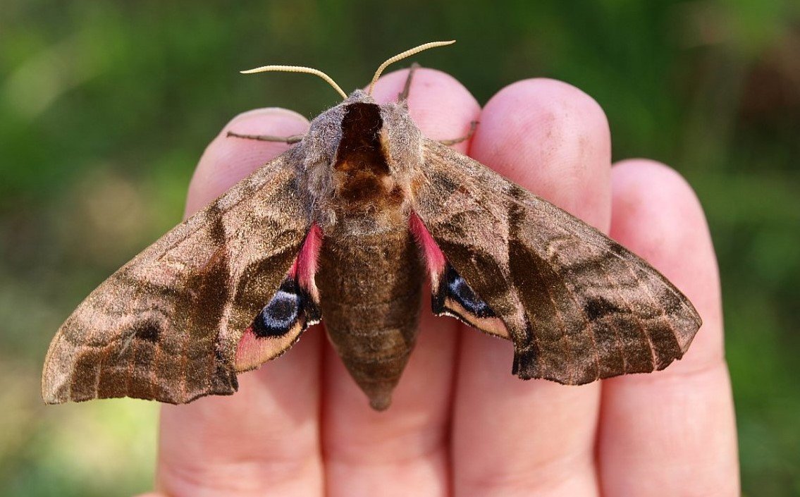Ночная бабочка Бражник глазчатый