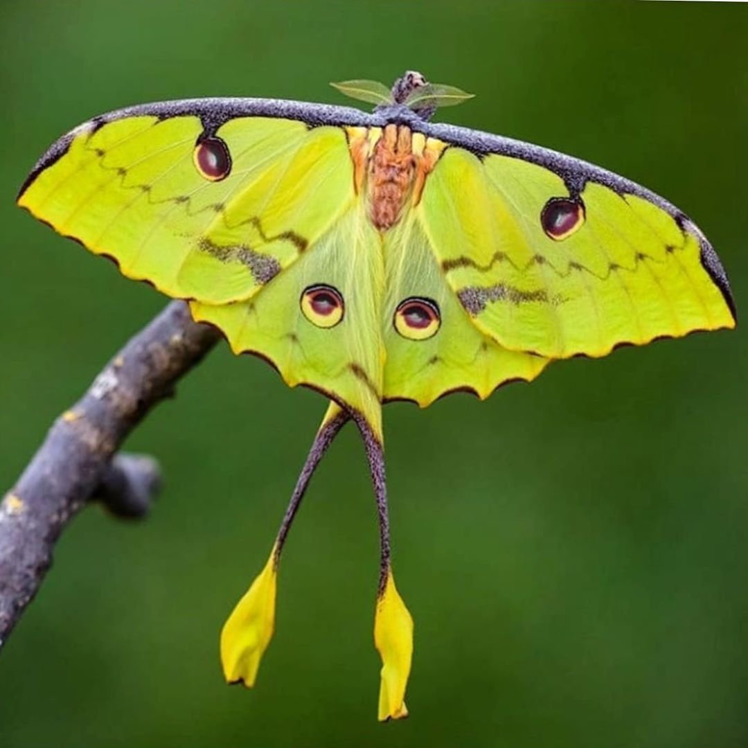 Бабочка Сатурния Мадагаскарская