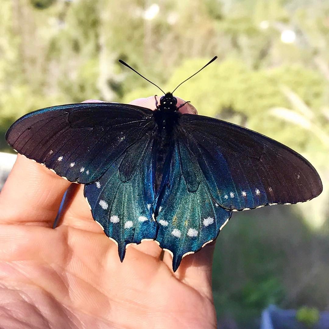 Калифорнийский синий Махаон