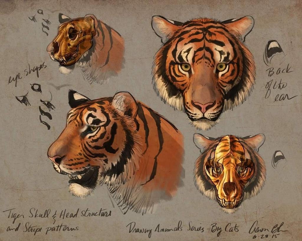 Морда тигра референс