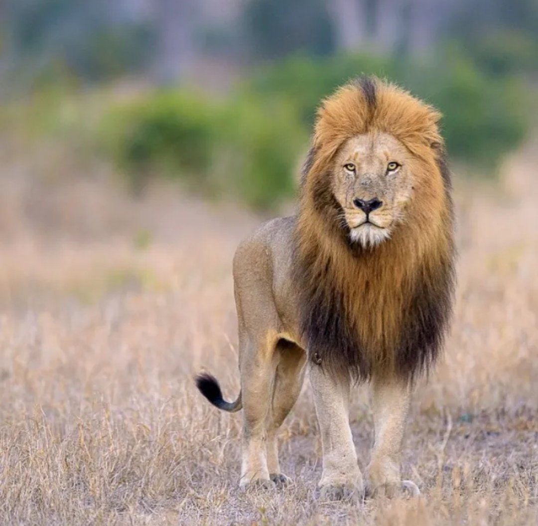 Полные лев. Черногривый Лев ЮАР. Юго Западный Африканский Лев. Гималайский Лев. Лев в полный рост.