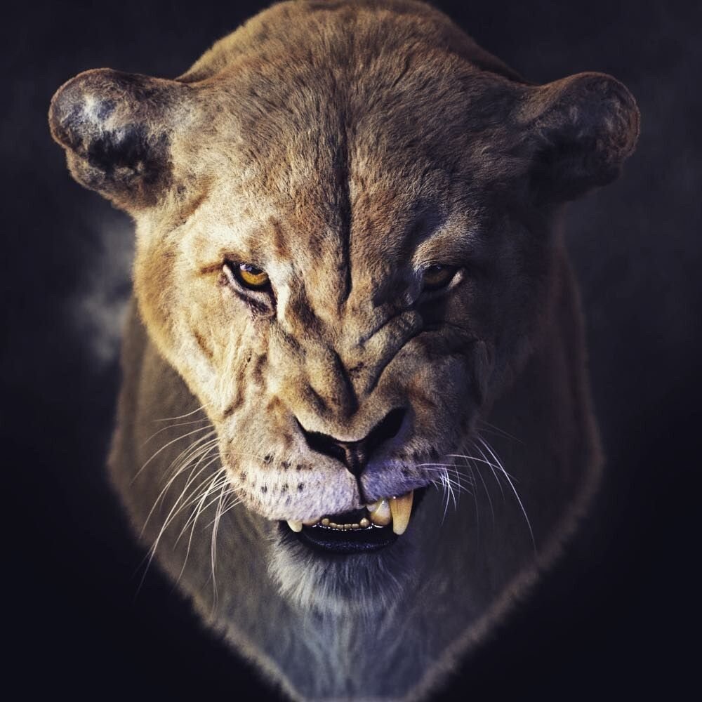 Львица оскал