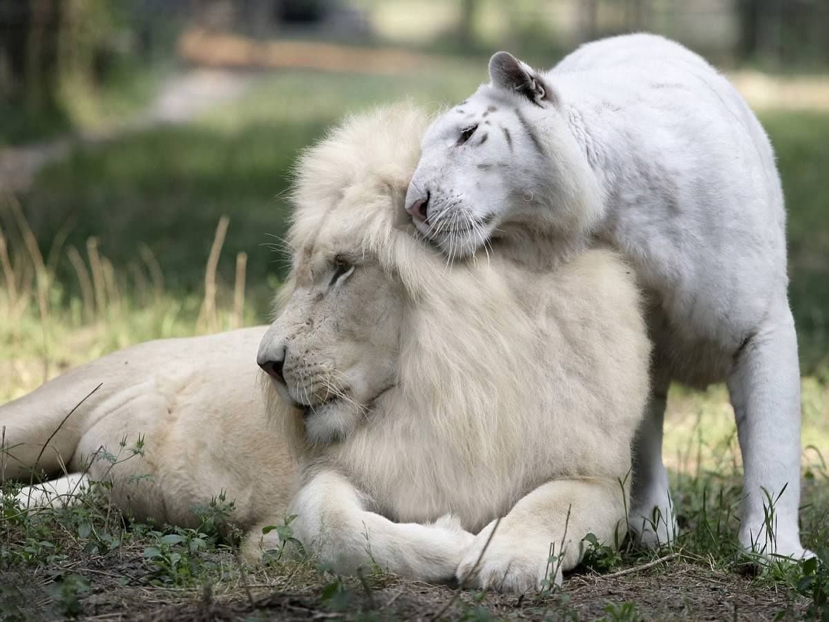 Самый красивый Лев