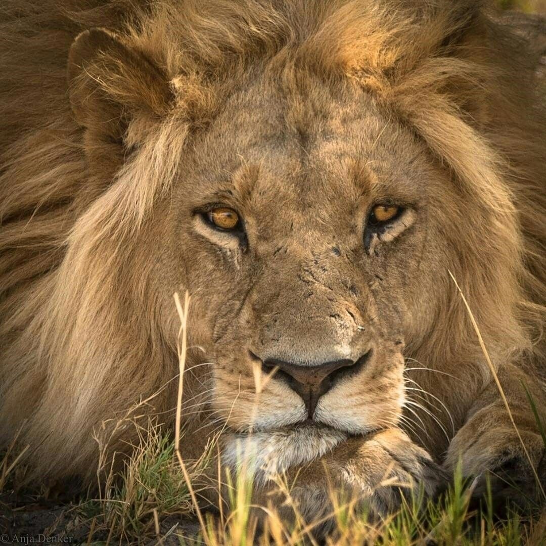 Художник анималист акварелист